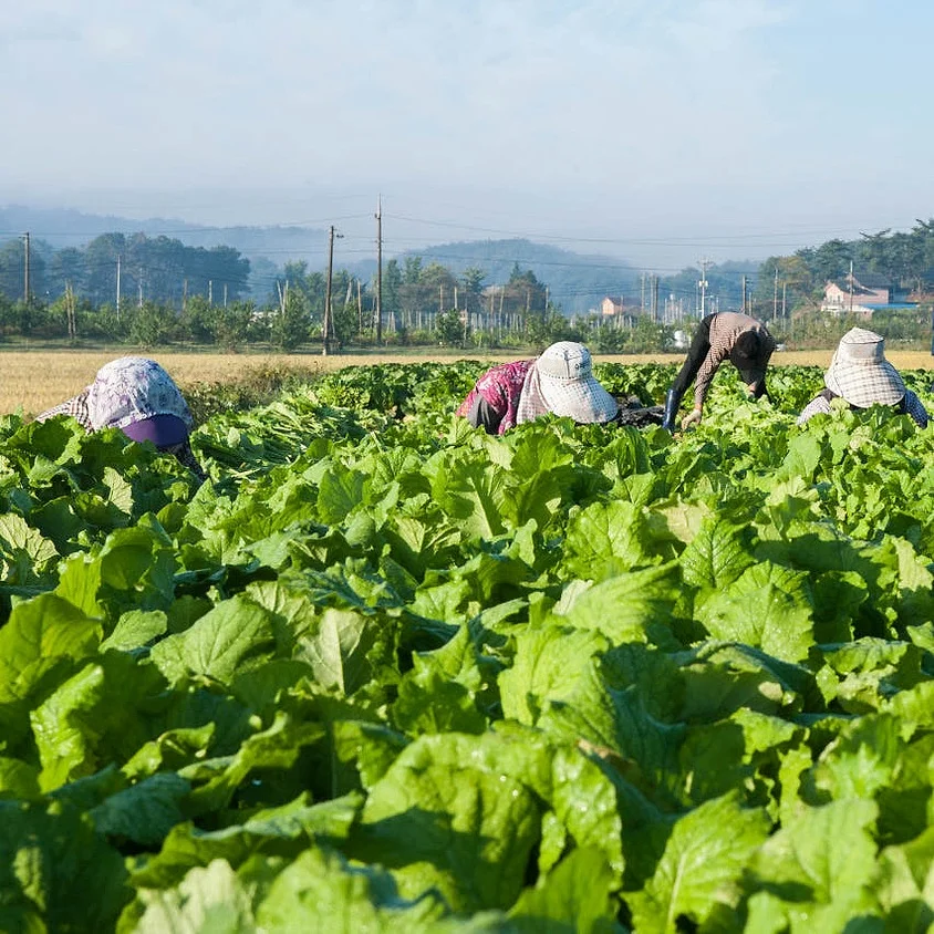 현식당 남원 추어탕 제피O(국내산 산초), 600g, 6개 [원산지:국산] 상세 이미지 6