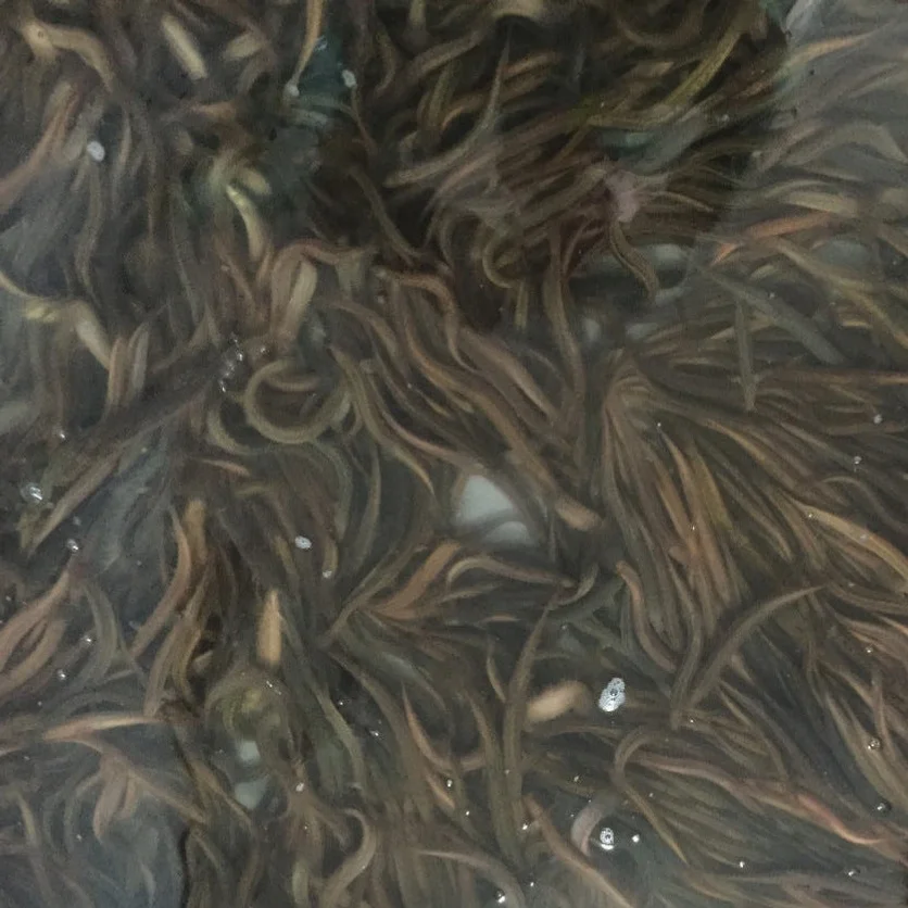 현식당 남원 추어탕 제피O(국내산 산초), 600g, 6개 [원산지:국산] 상세 이미지 9